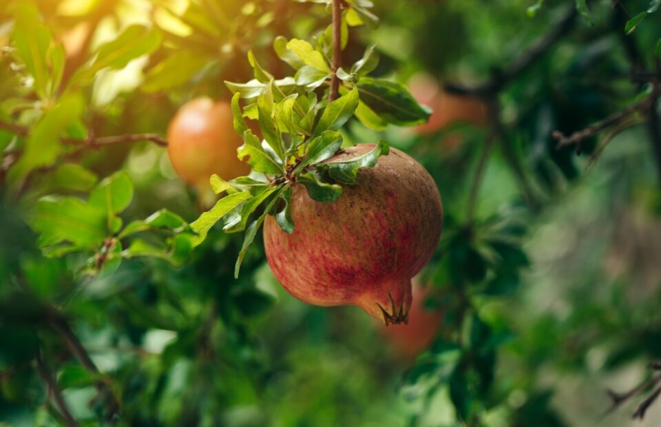 ViewPomegranate seeds are officially 'Good Food'